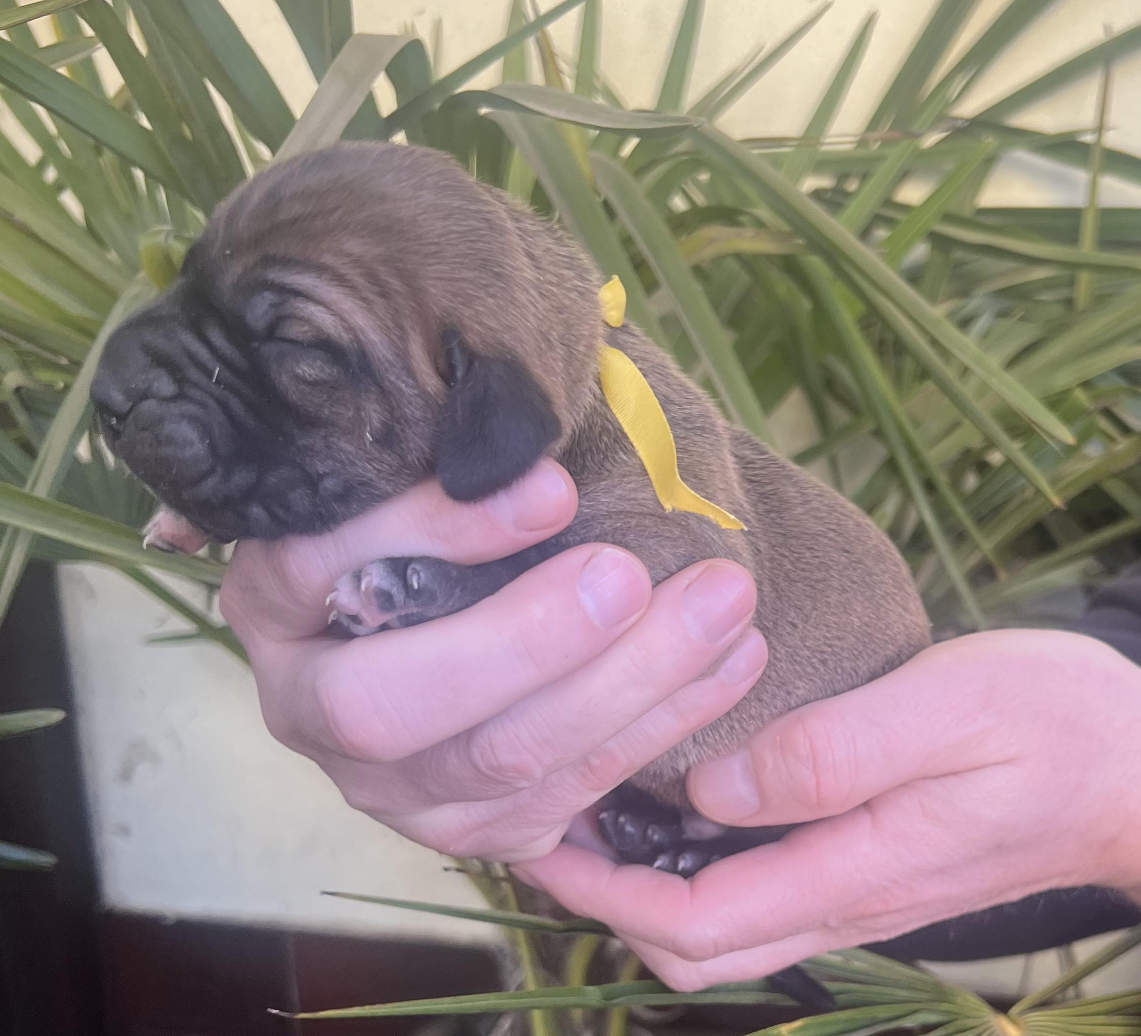 Fila brasileiro - puppy 2025