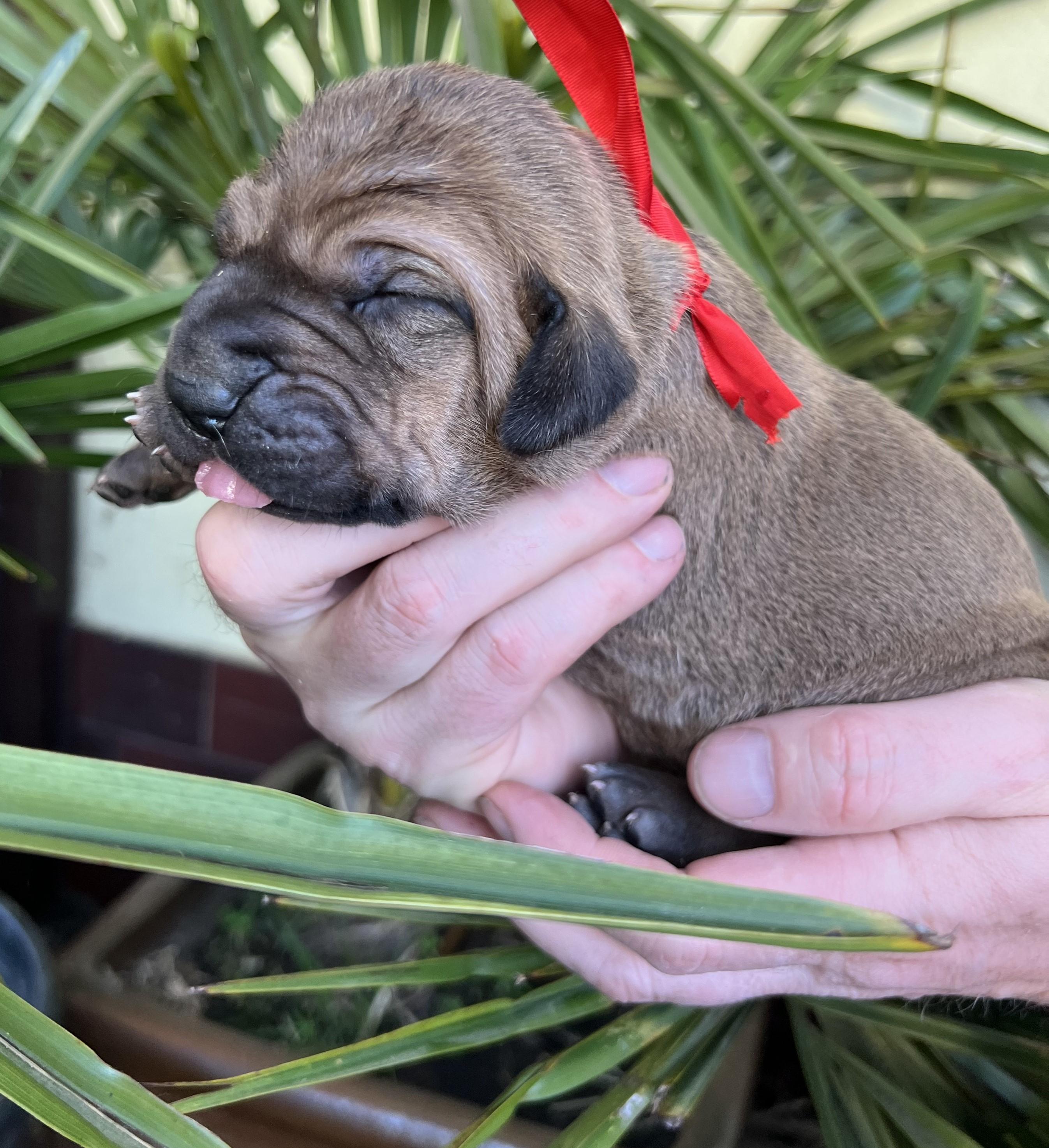 Fila brasileiro - puppy 2025