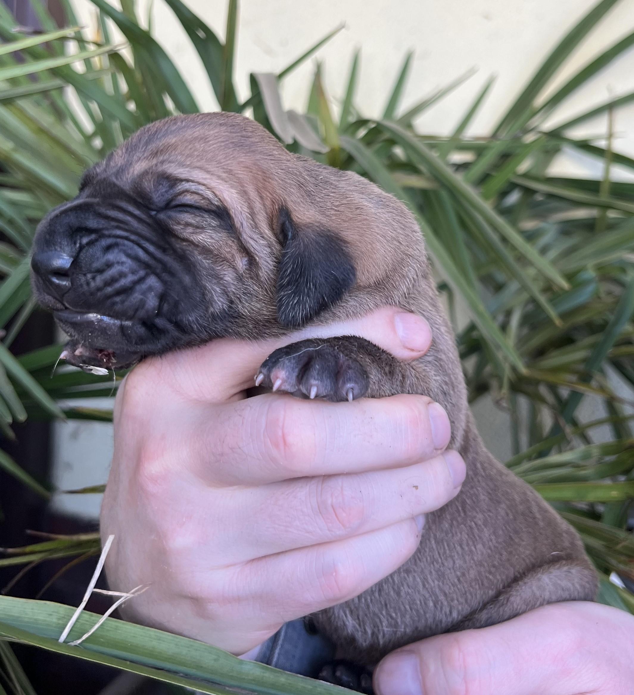 Fila brasileiro - puppy 2025