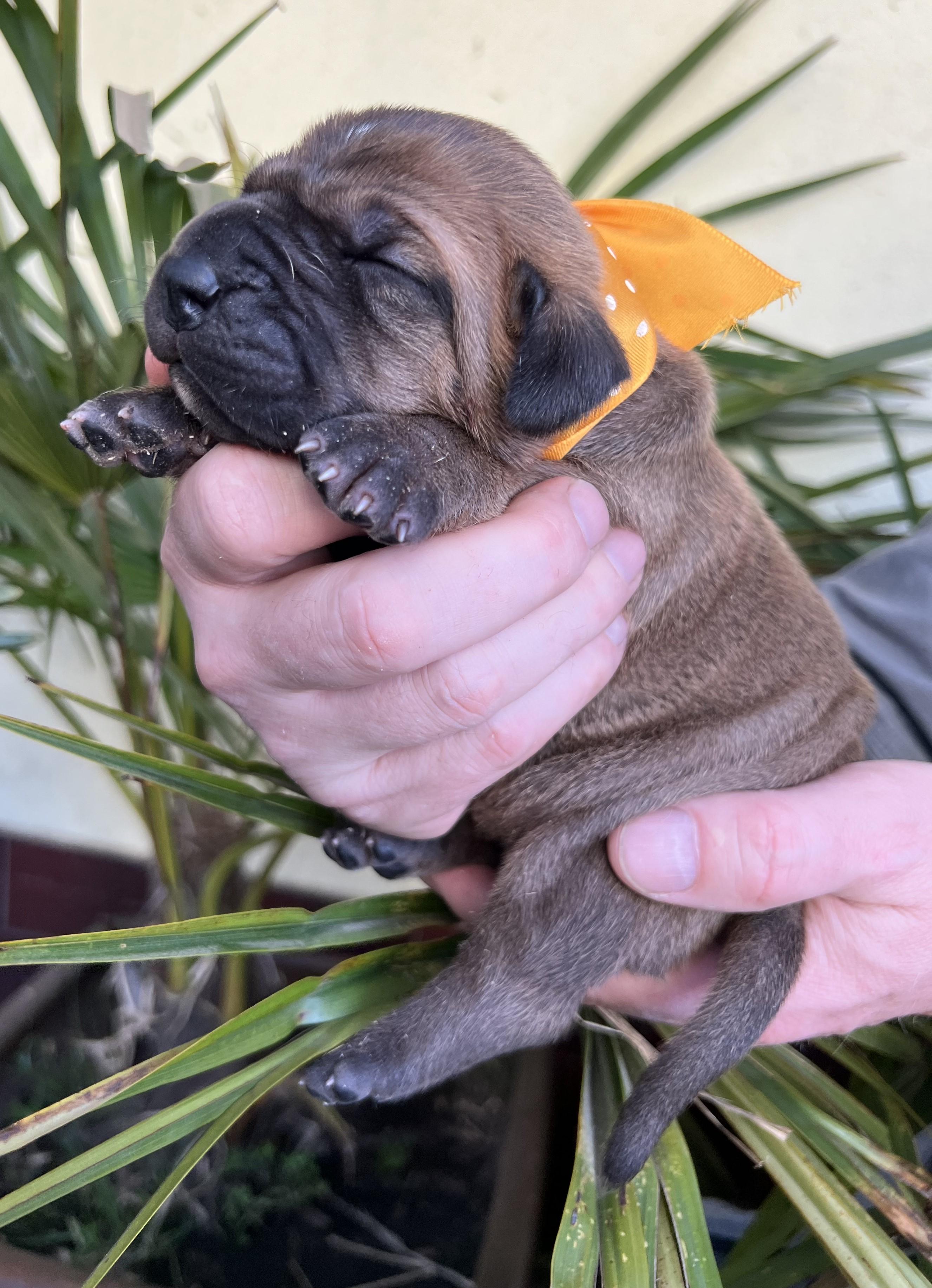 Fila brasileiro - puppy 2025