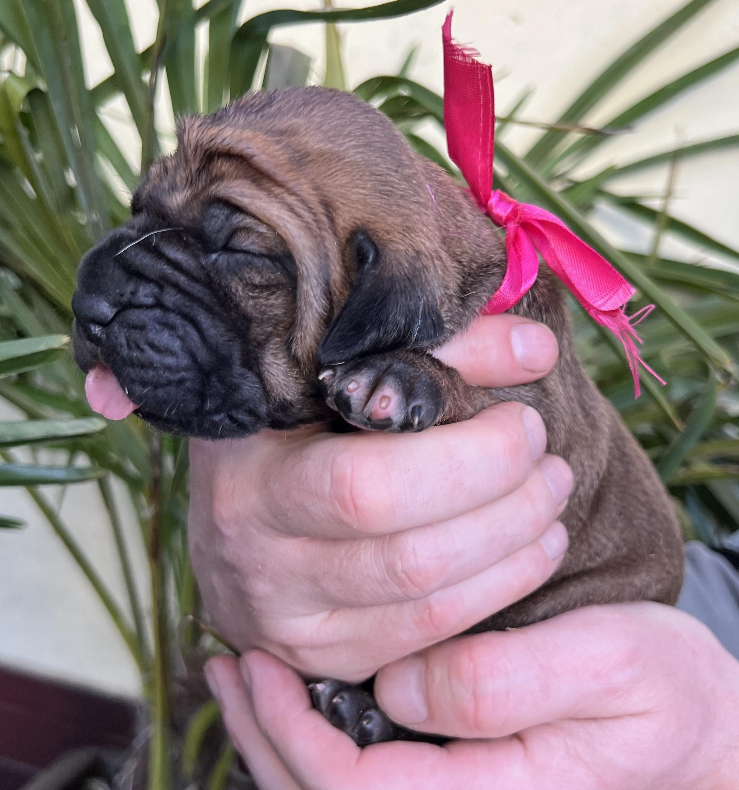 Fila brasileiro - puppy 2025
