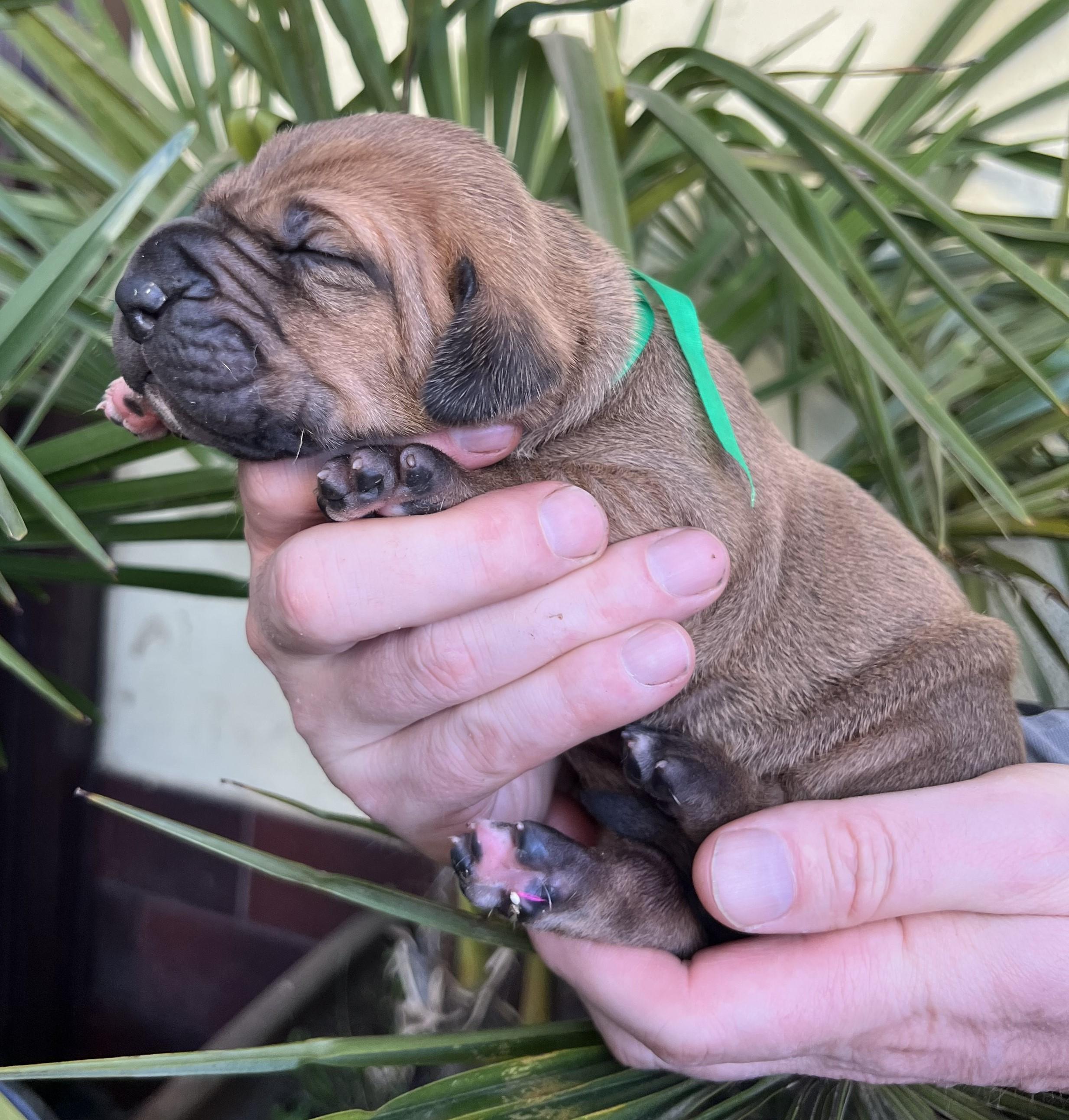 Fila brasileiro - puppy 2025