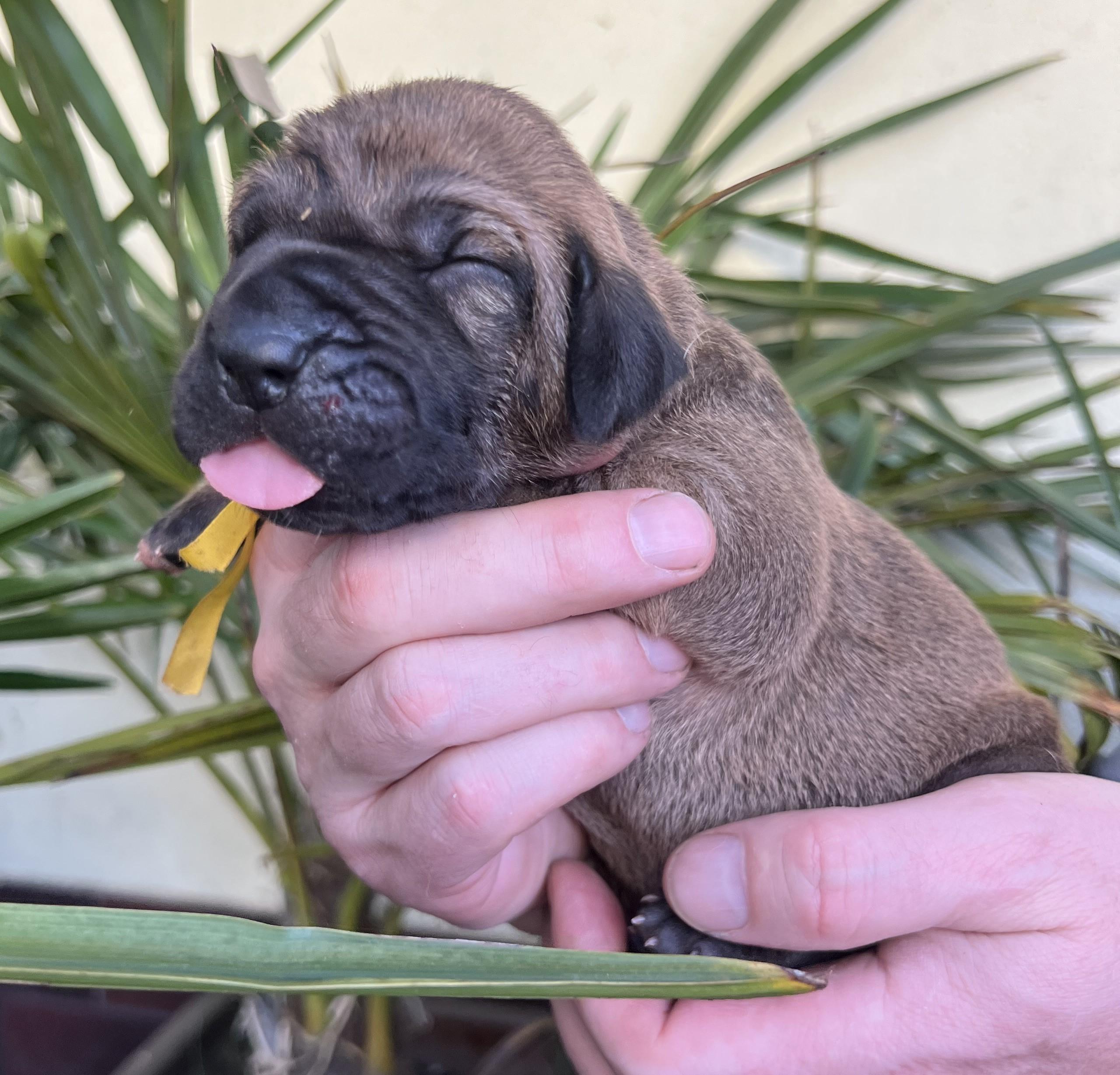 Fila brasileiro - puppy 2025