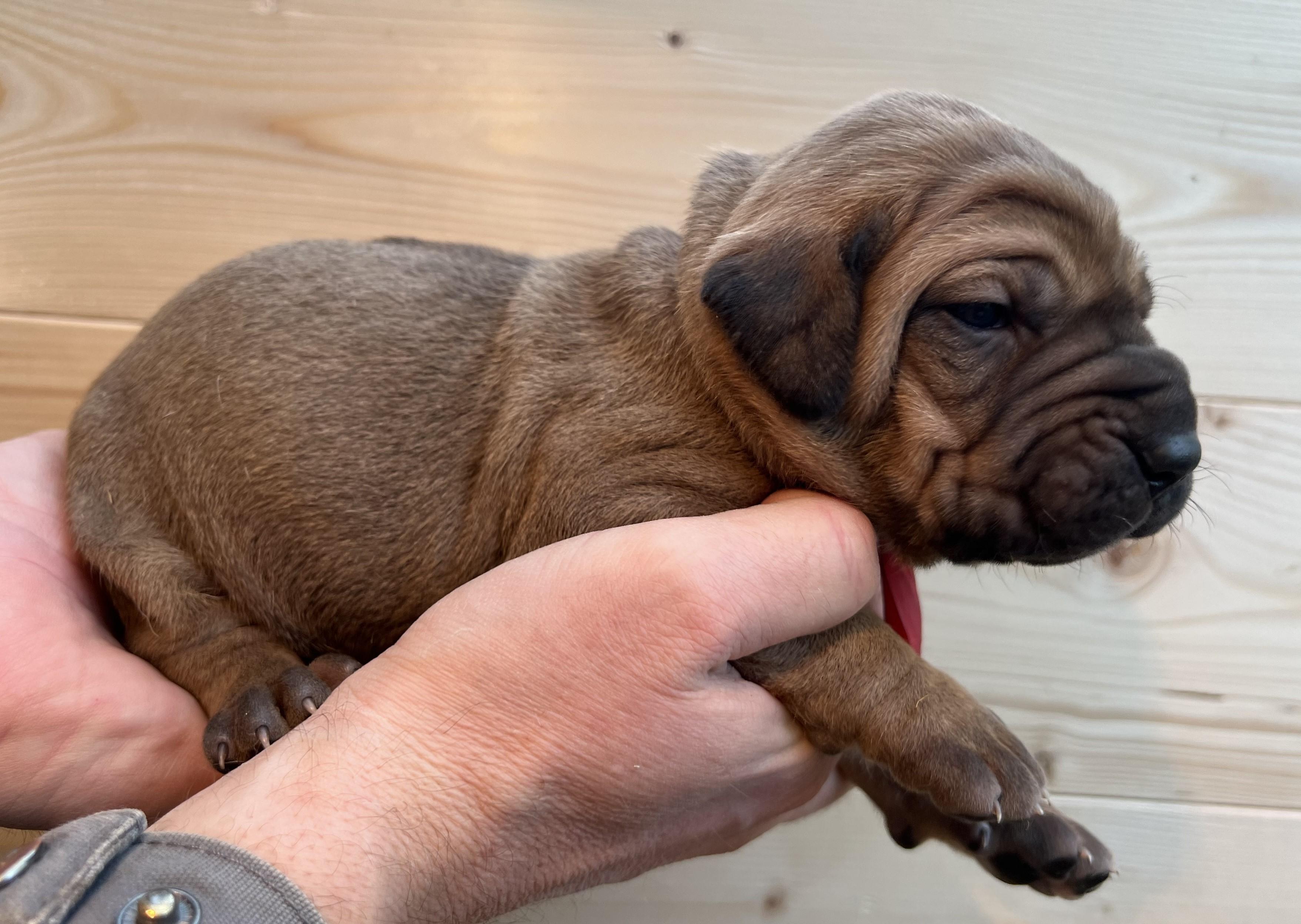 Fila brasileiro - puppy 2025