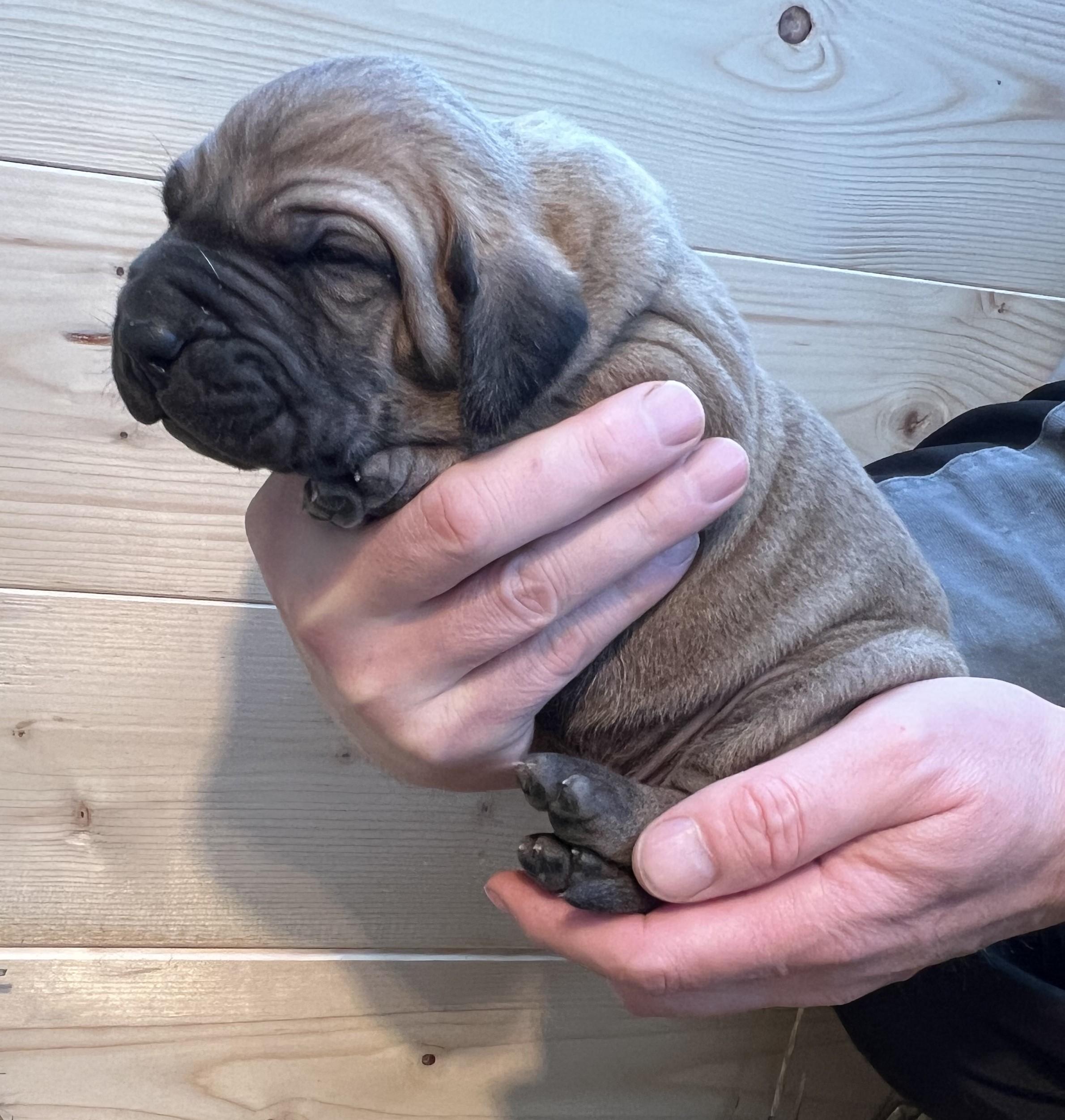 Fila brasileiro - puppy 2025