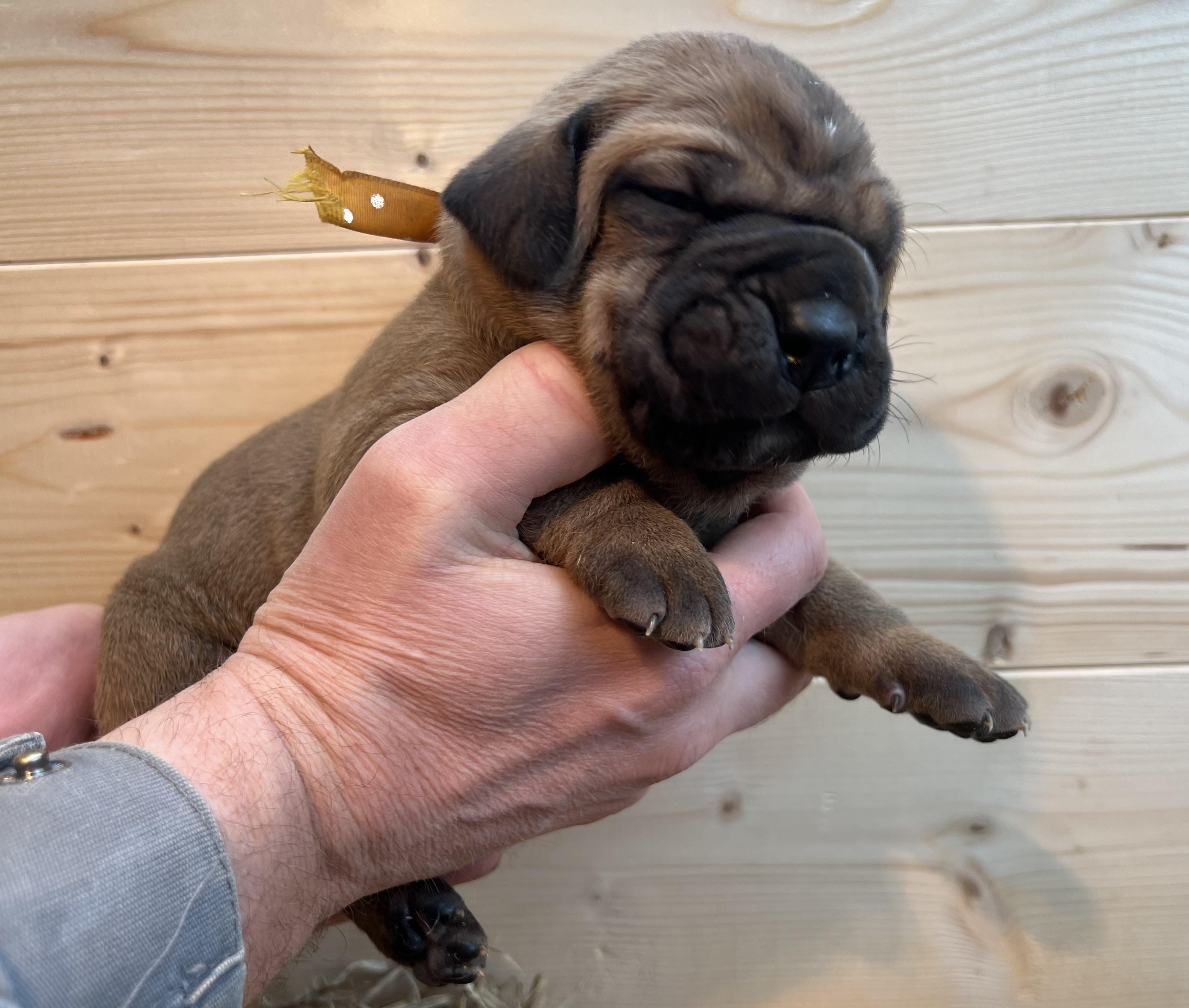 Fila brasileiro - puppy 2025