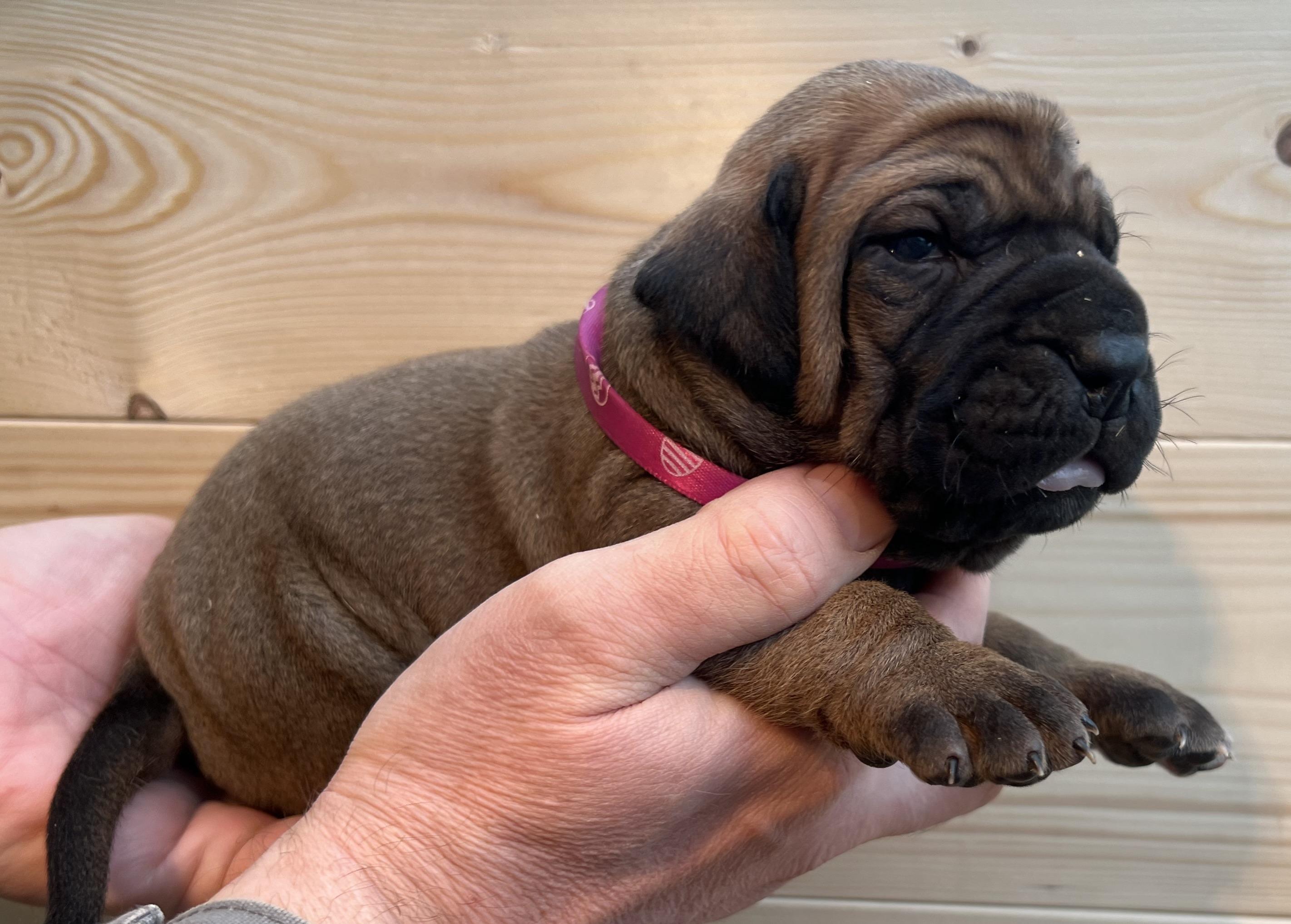 Fila brasileiro - puppy 2025