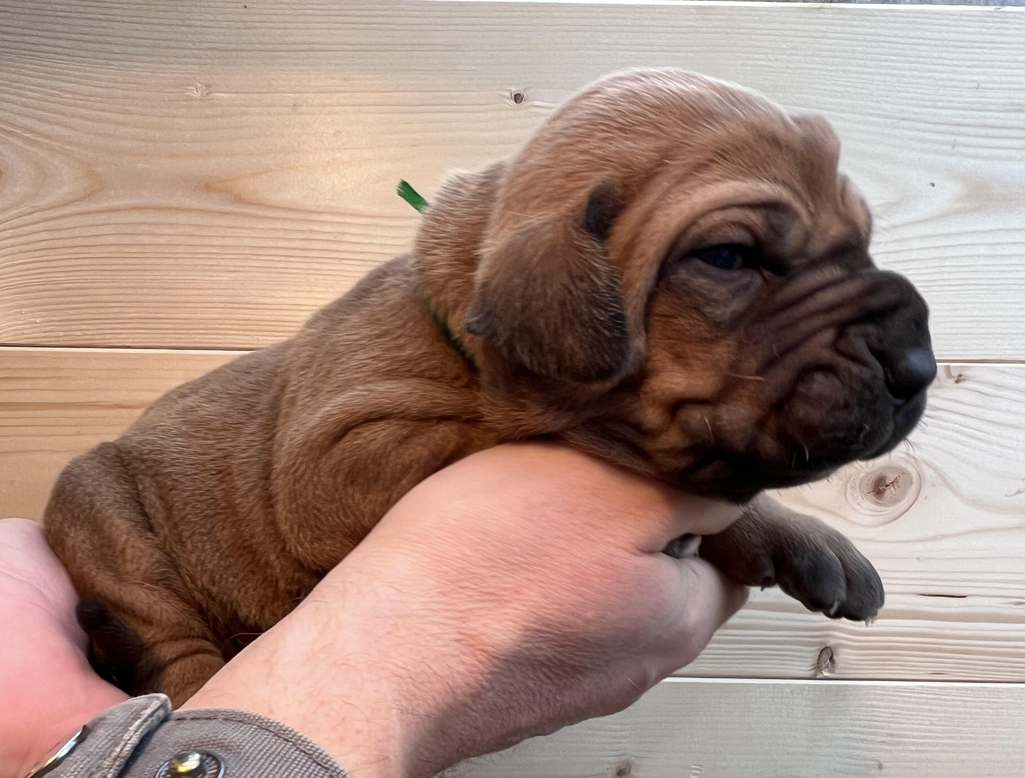 Fila brasileiro - puppy 2025