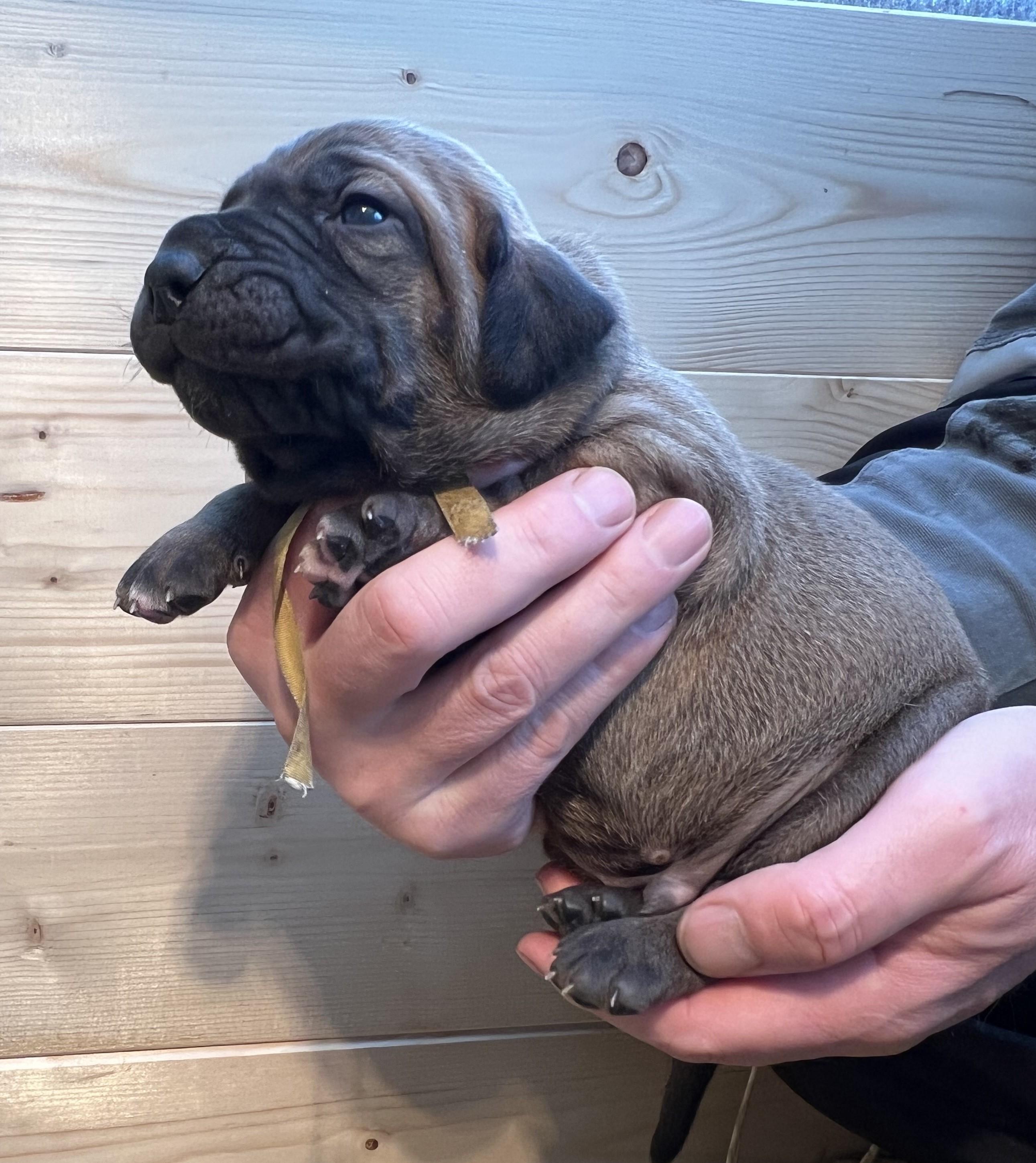 Fila brasileiro - puppy 2025