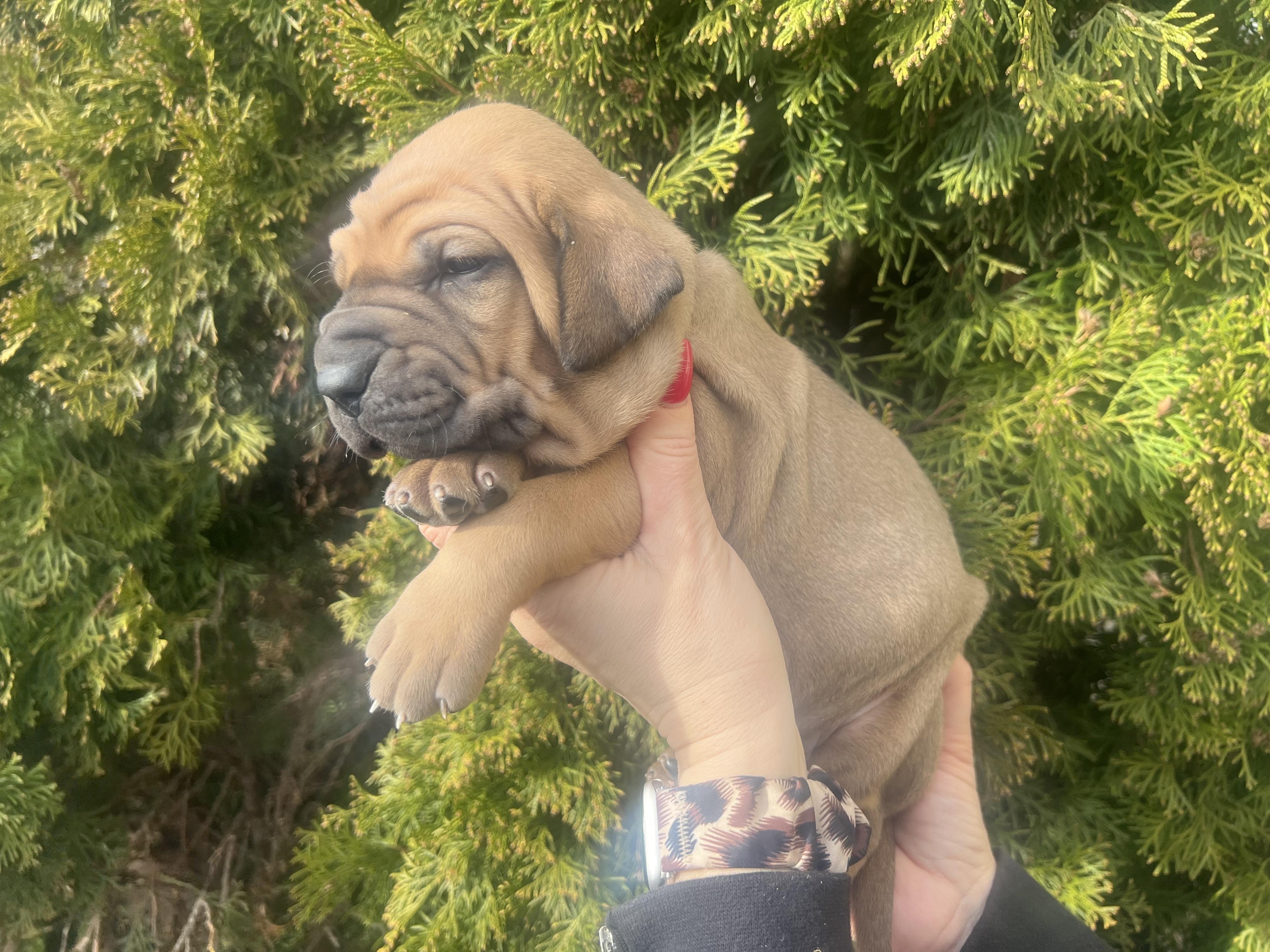 Fila brasileiro - puppy 2025