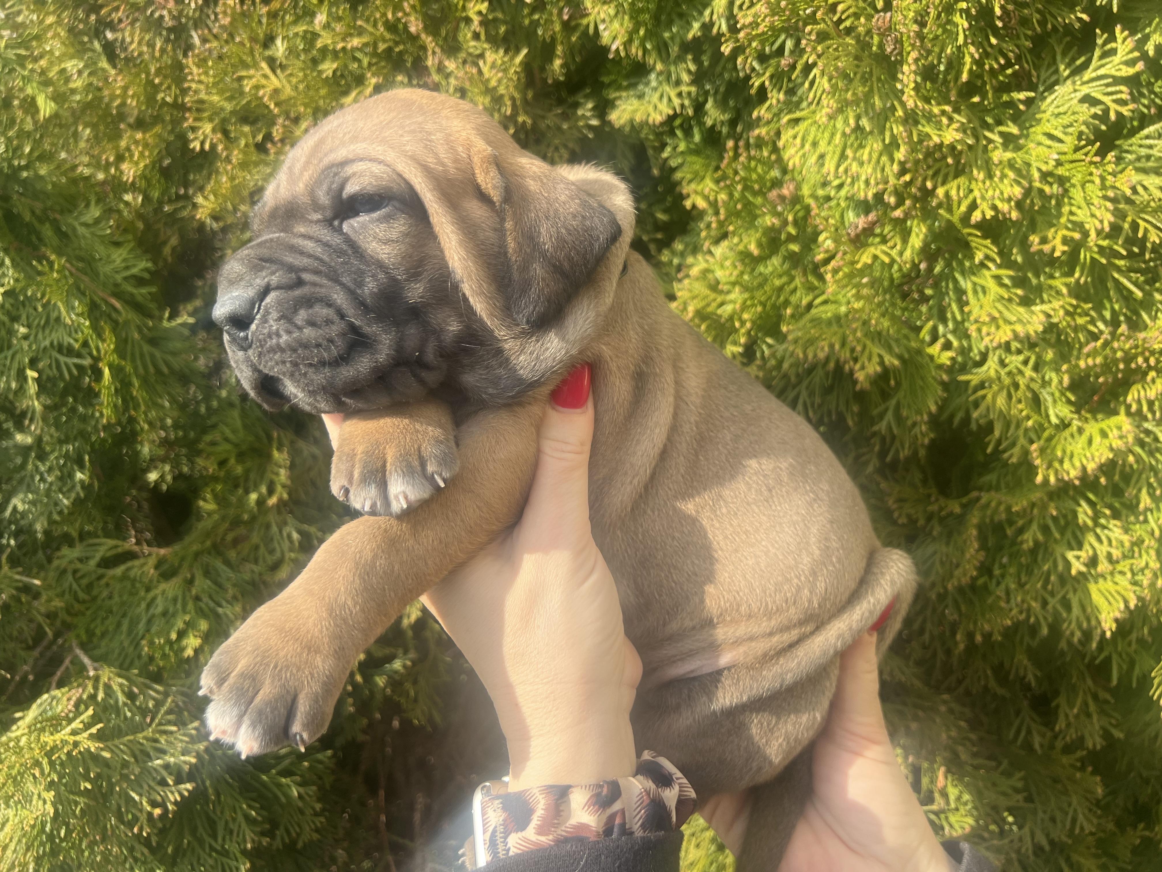 Fila brasileiro - puppy 2025