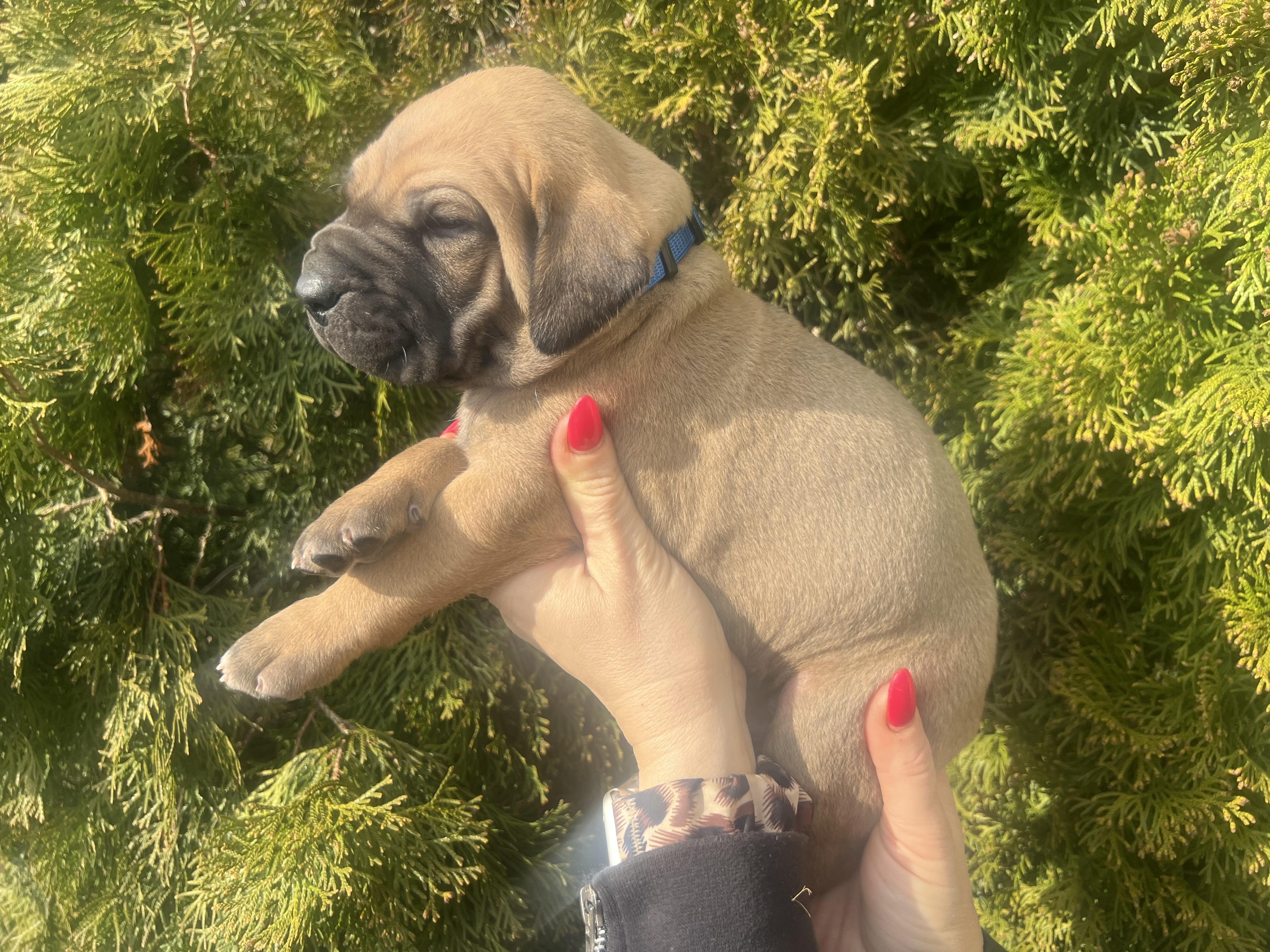 Fila brasileiro - puppy 2025