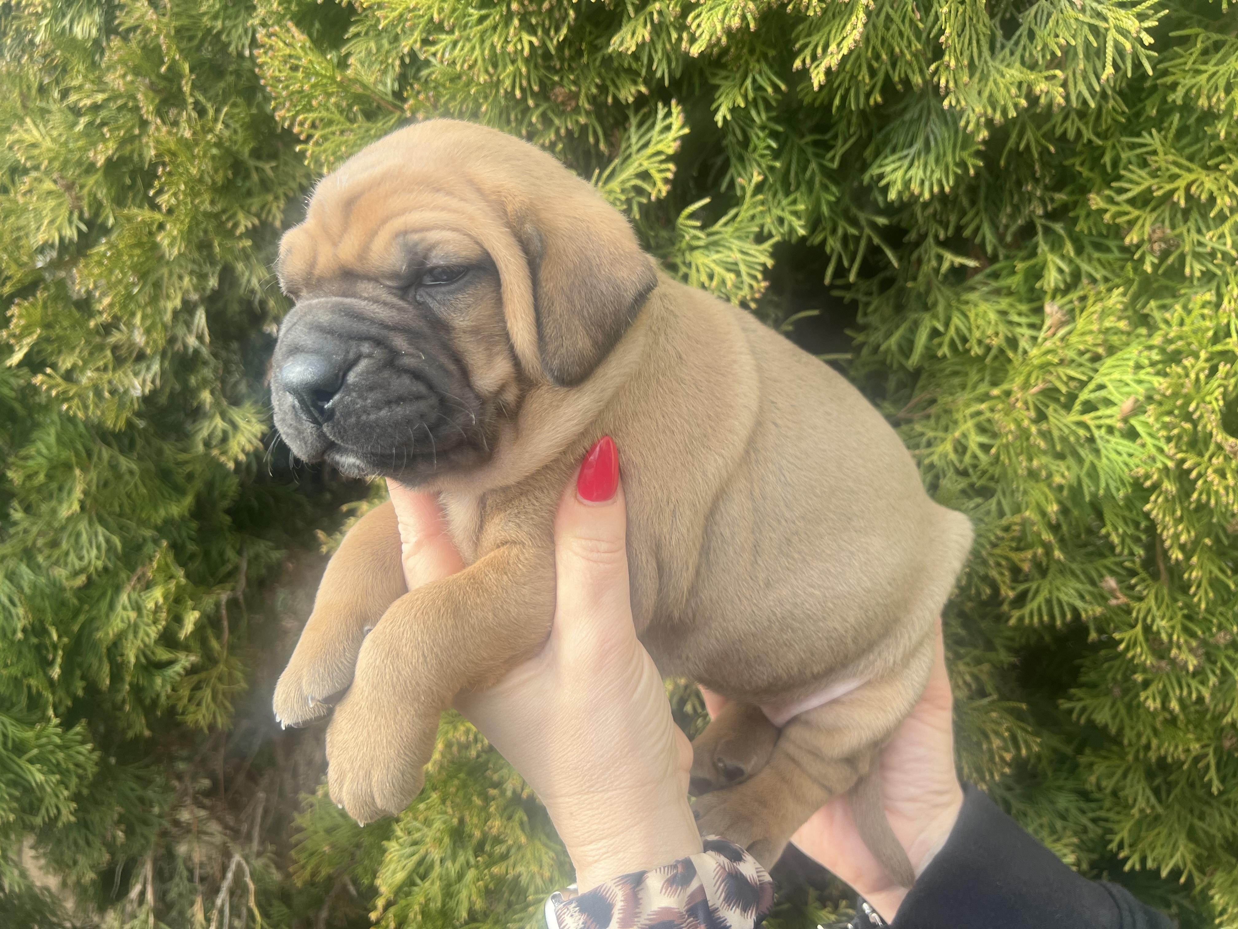 Fila brasileiro - puppy 2025