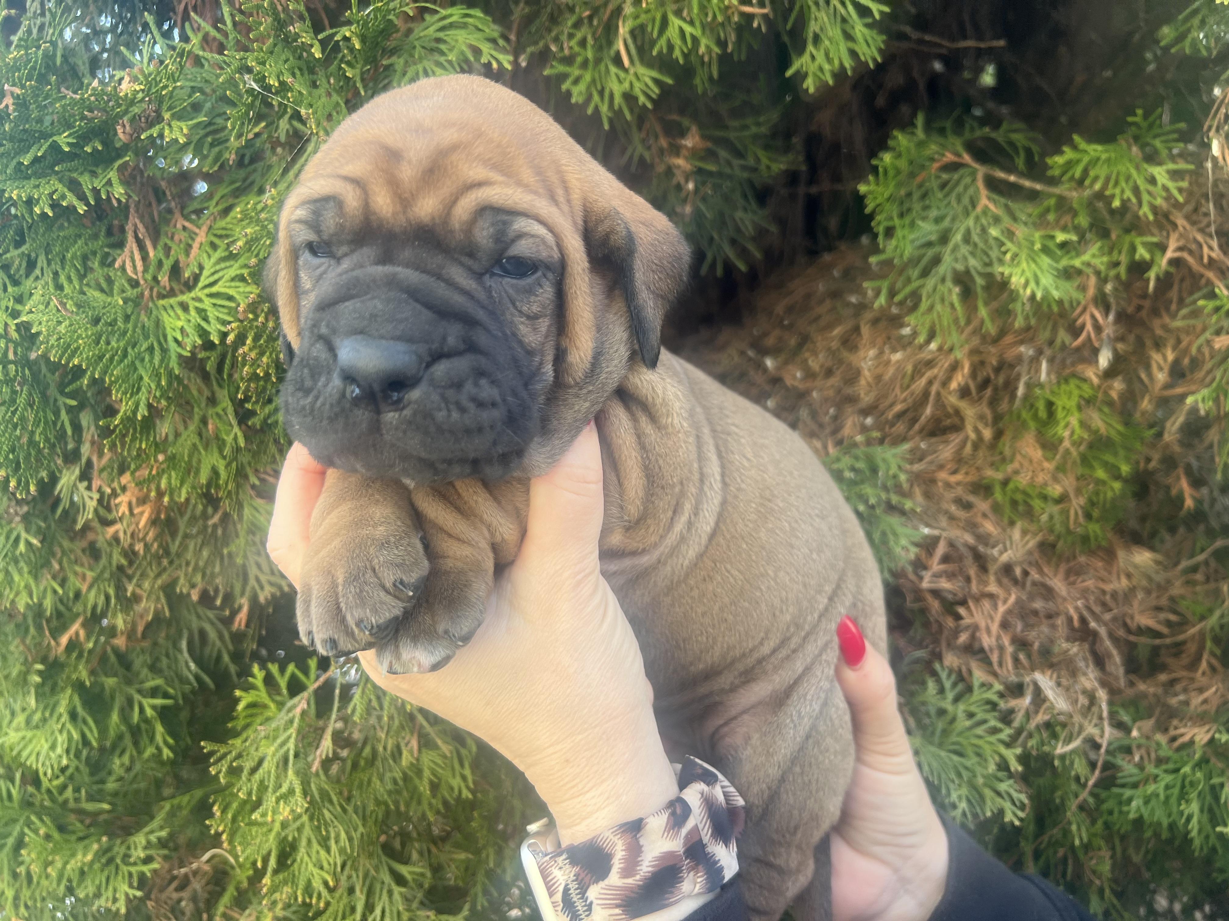 Fila brasileiro - puppy 2025