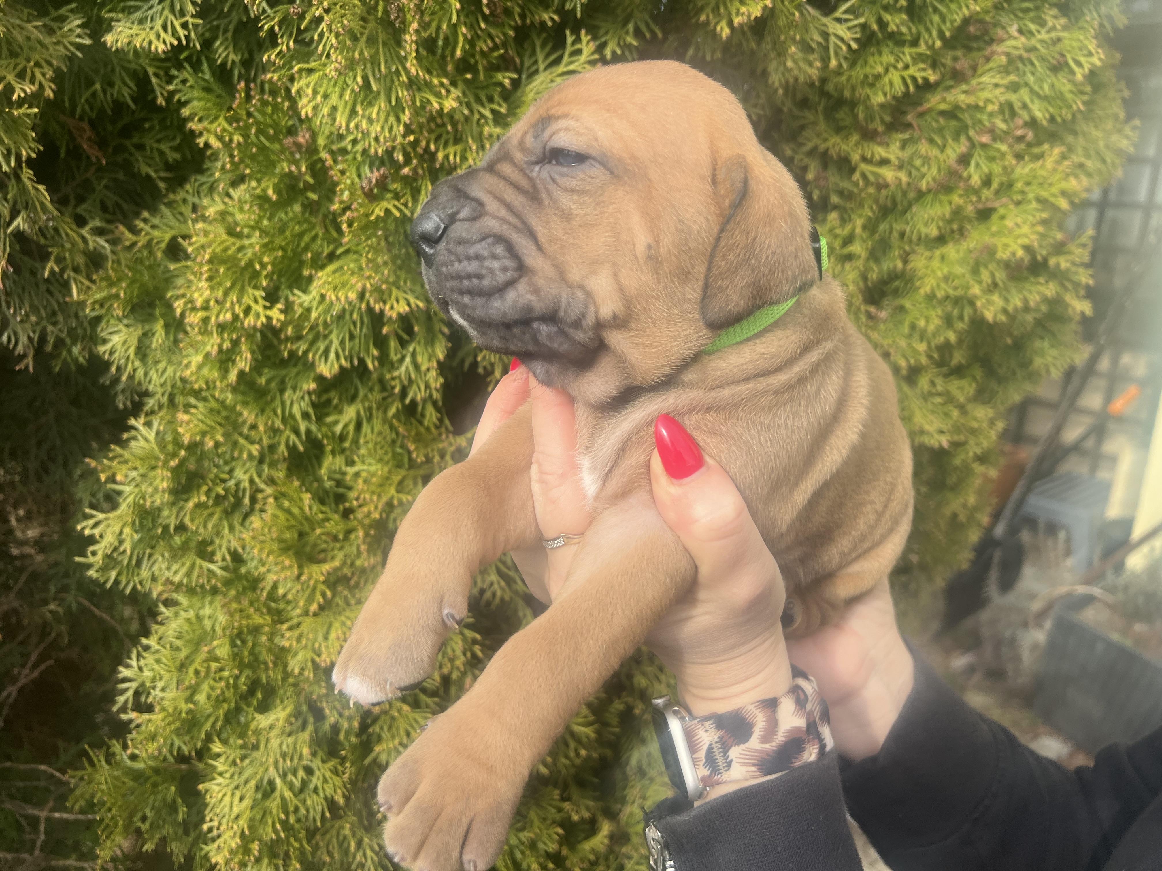 Fila brasileiro - puppy 2025