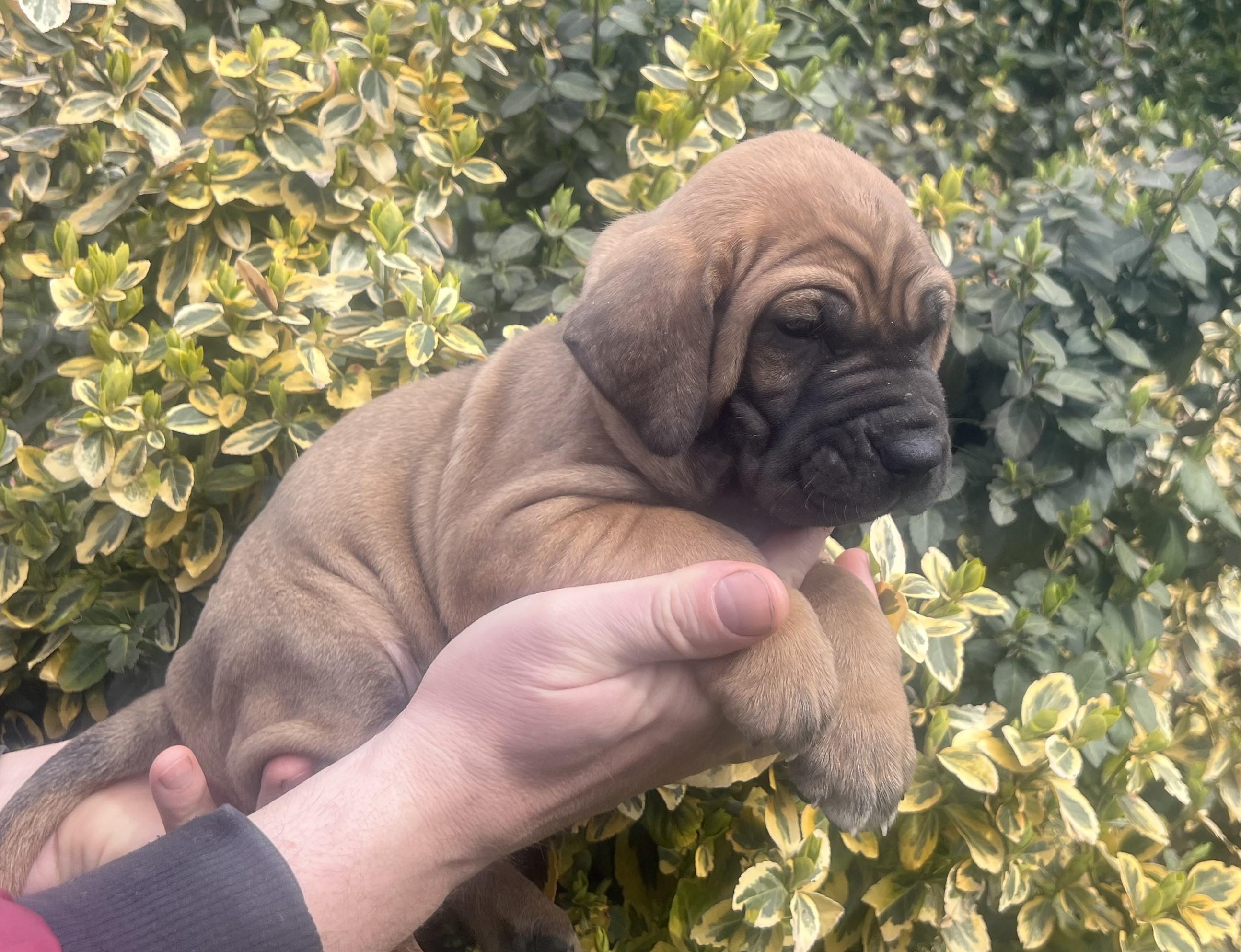 Fila brasileiro - puppy 2025