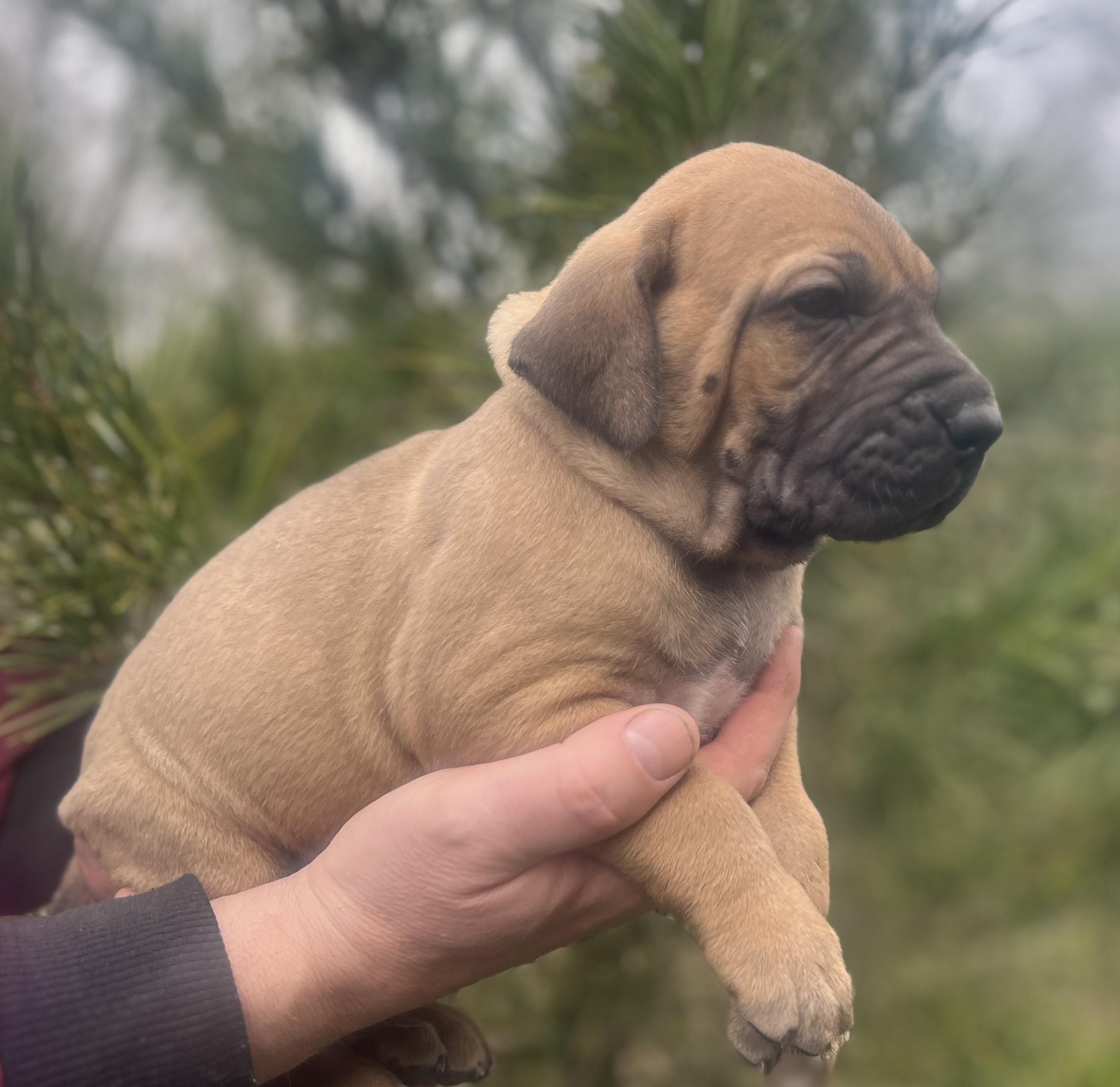 Fila brasileiro - puppy 2025