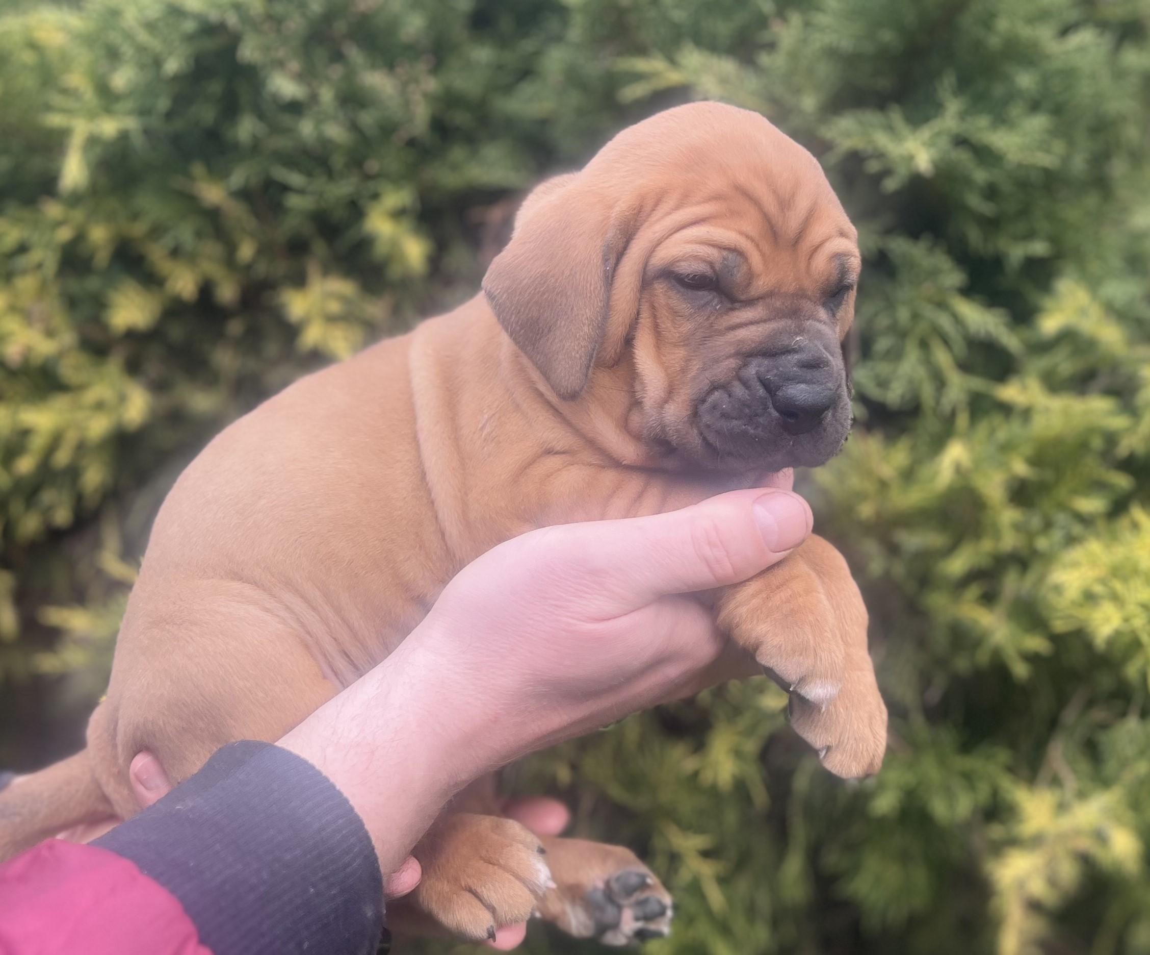Fila brasileiro - puppy 2025