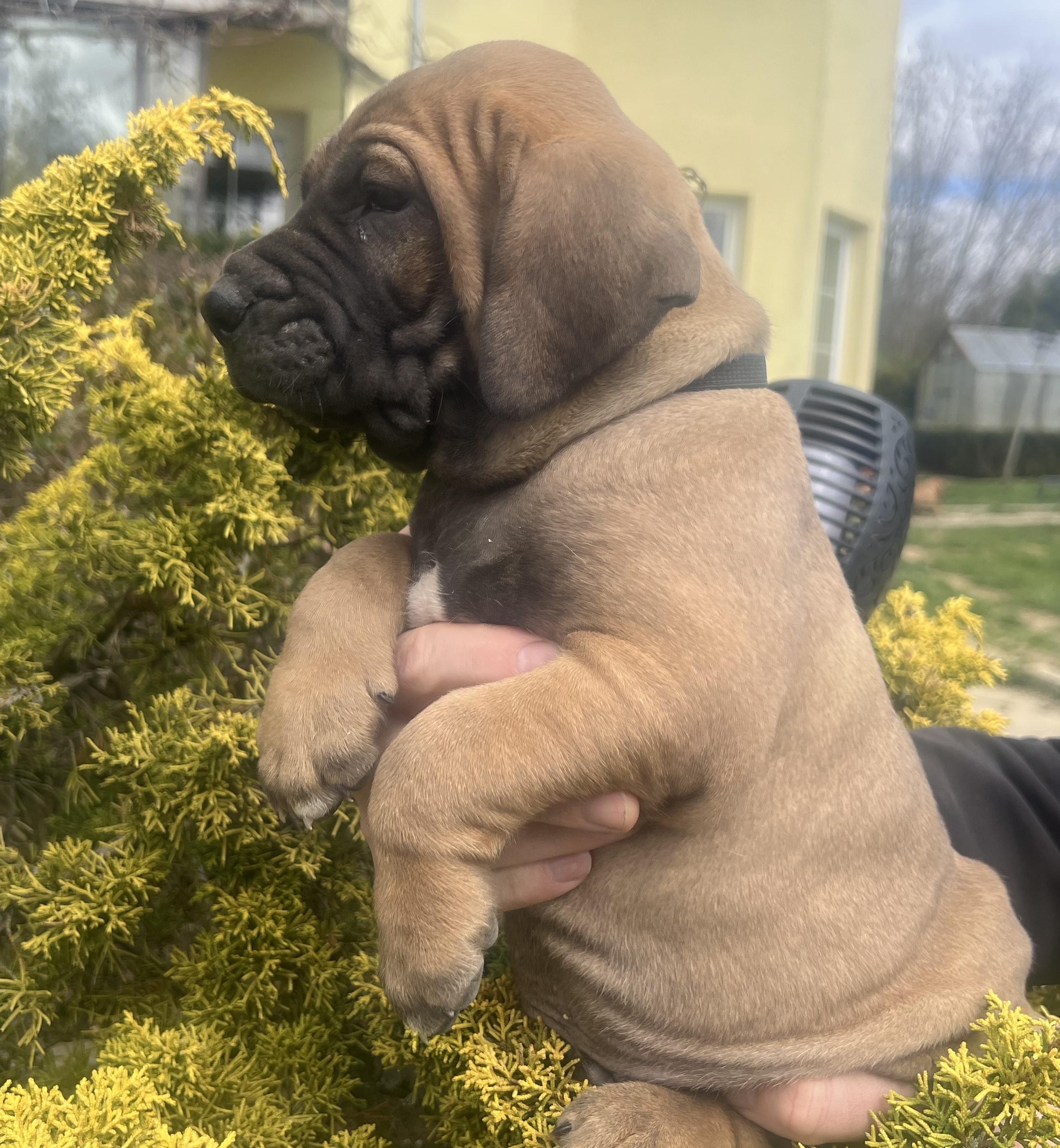 Fila brasileiro - puppy 2025