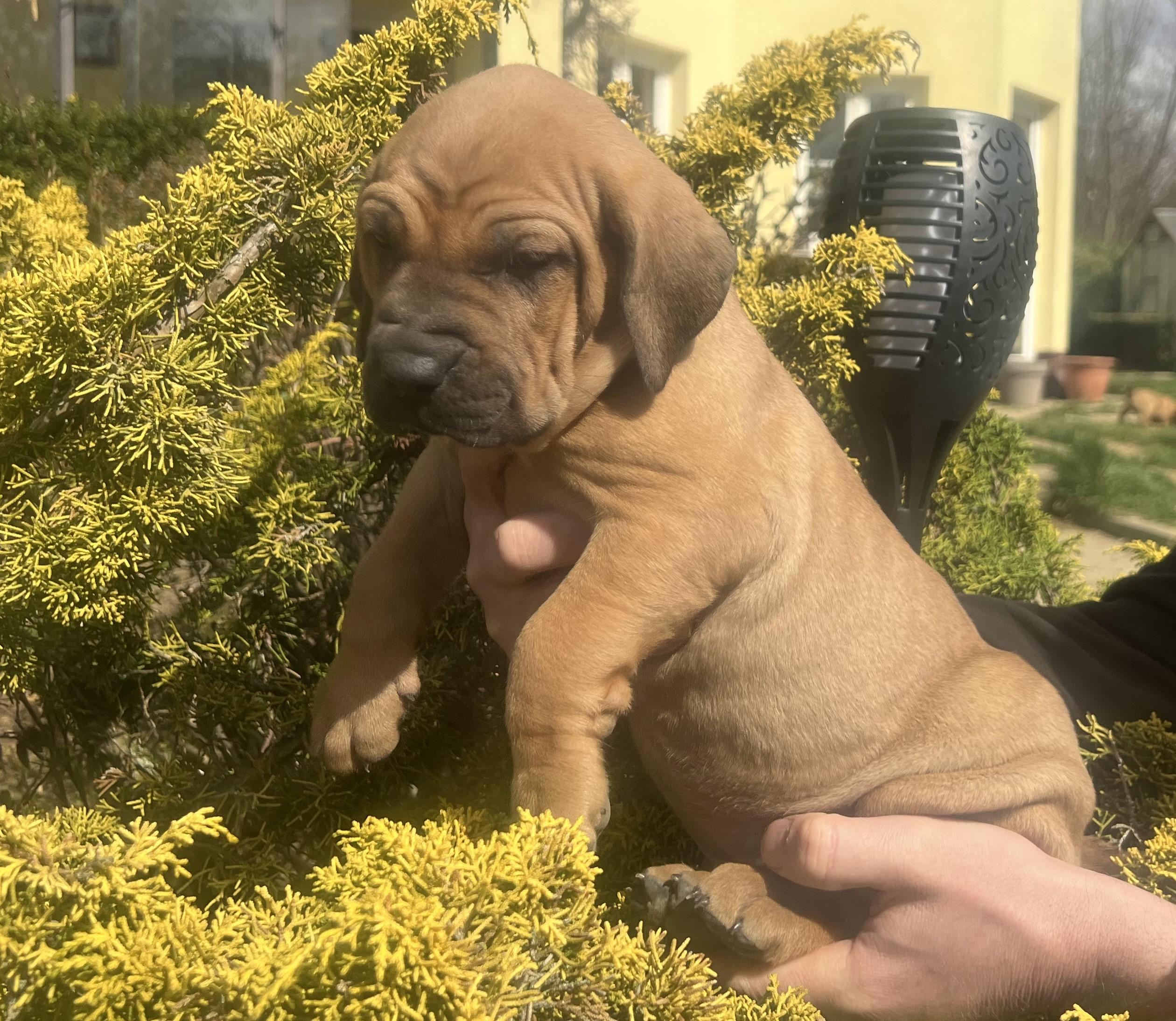 Fila brasileiro - puppy 2025