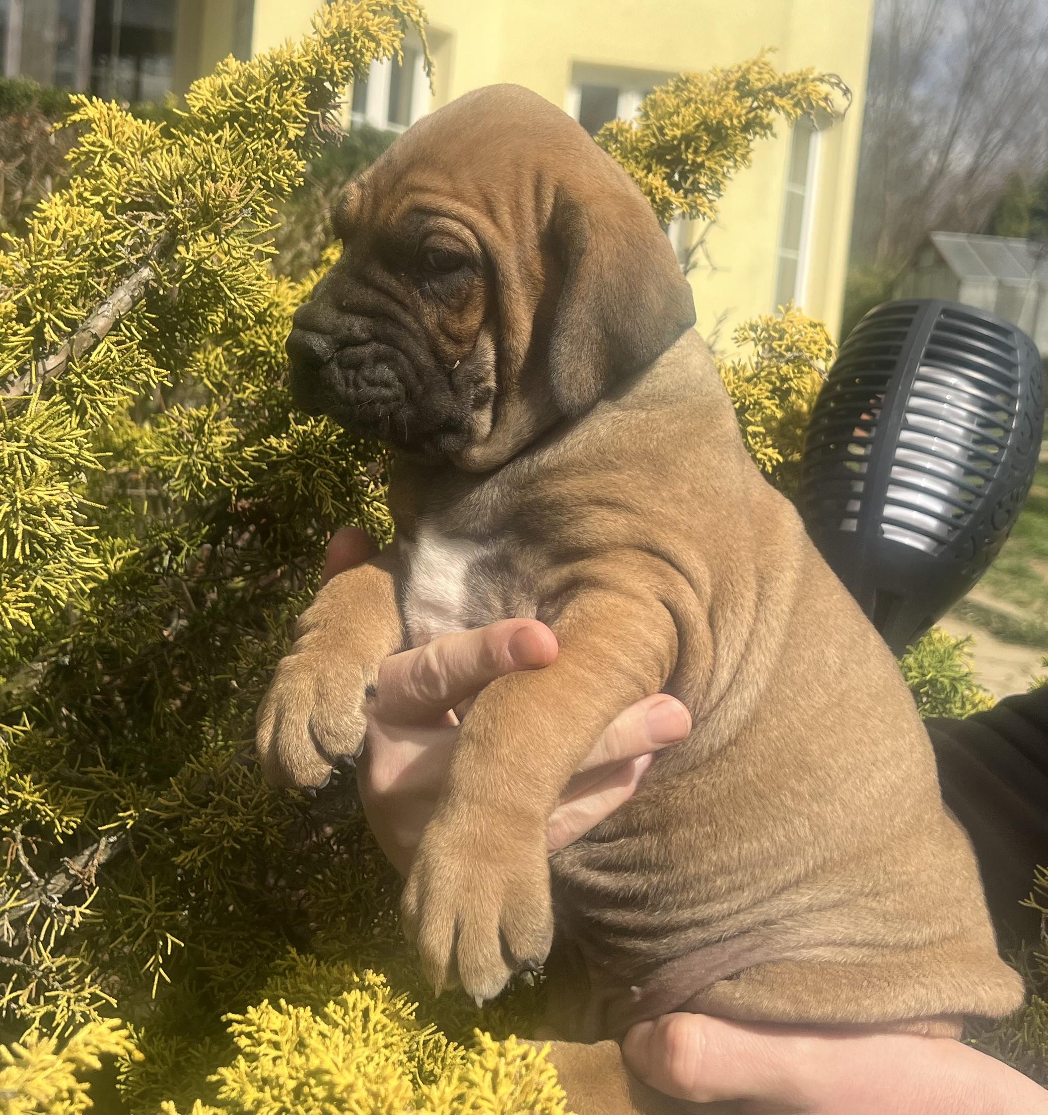 Fila brasileiro - puppy 2025