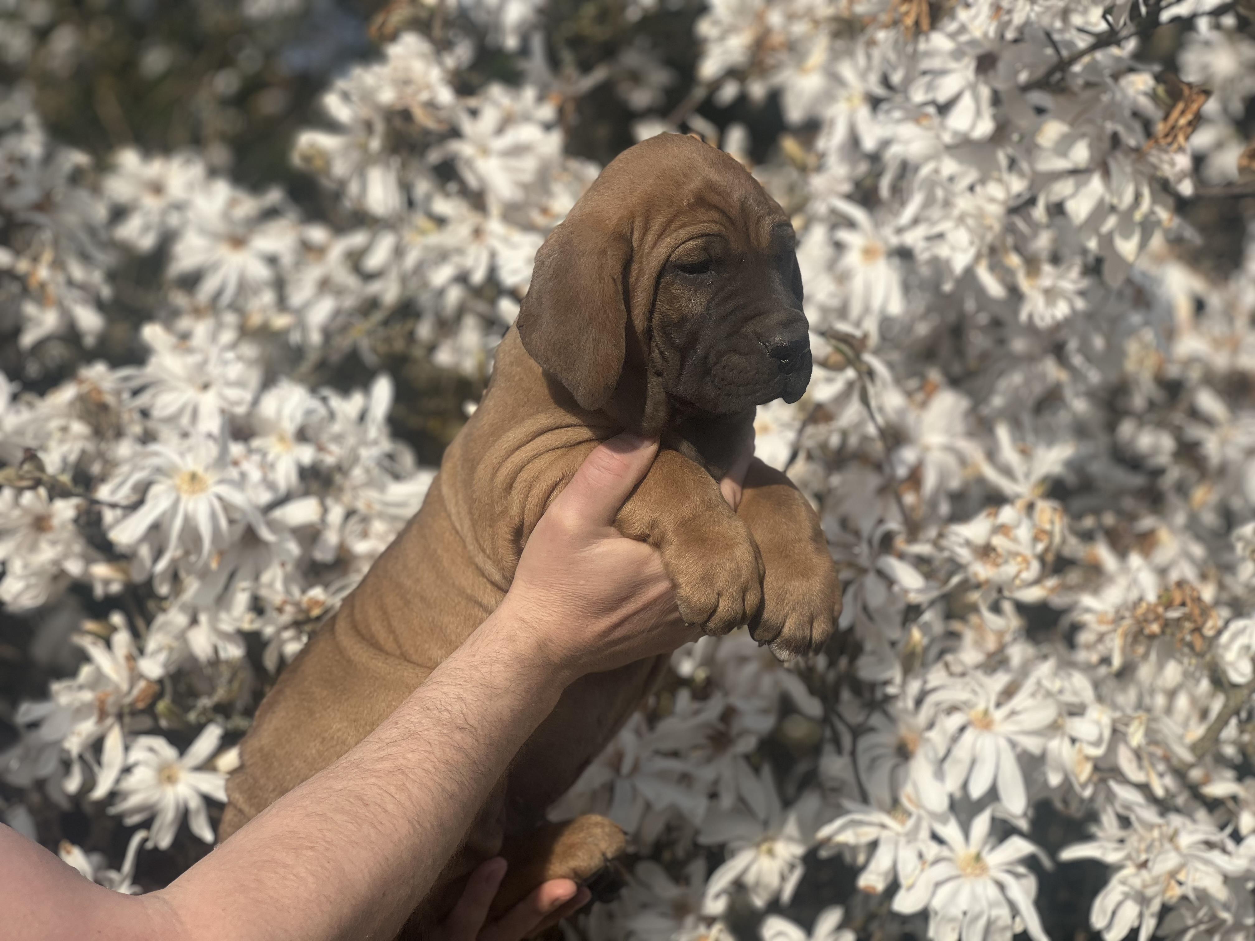 Fila brasileiro - puppy 2025