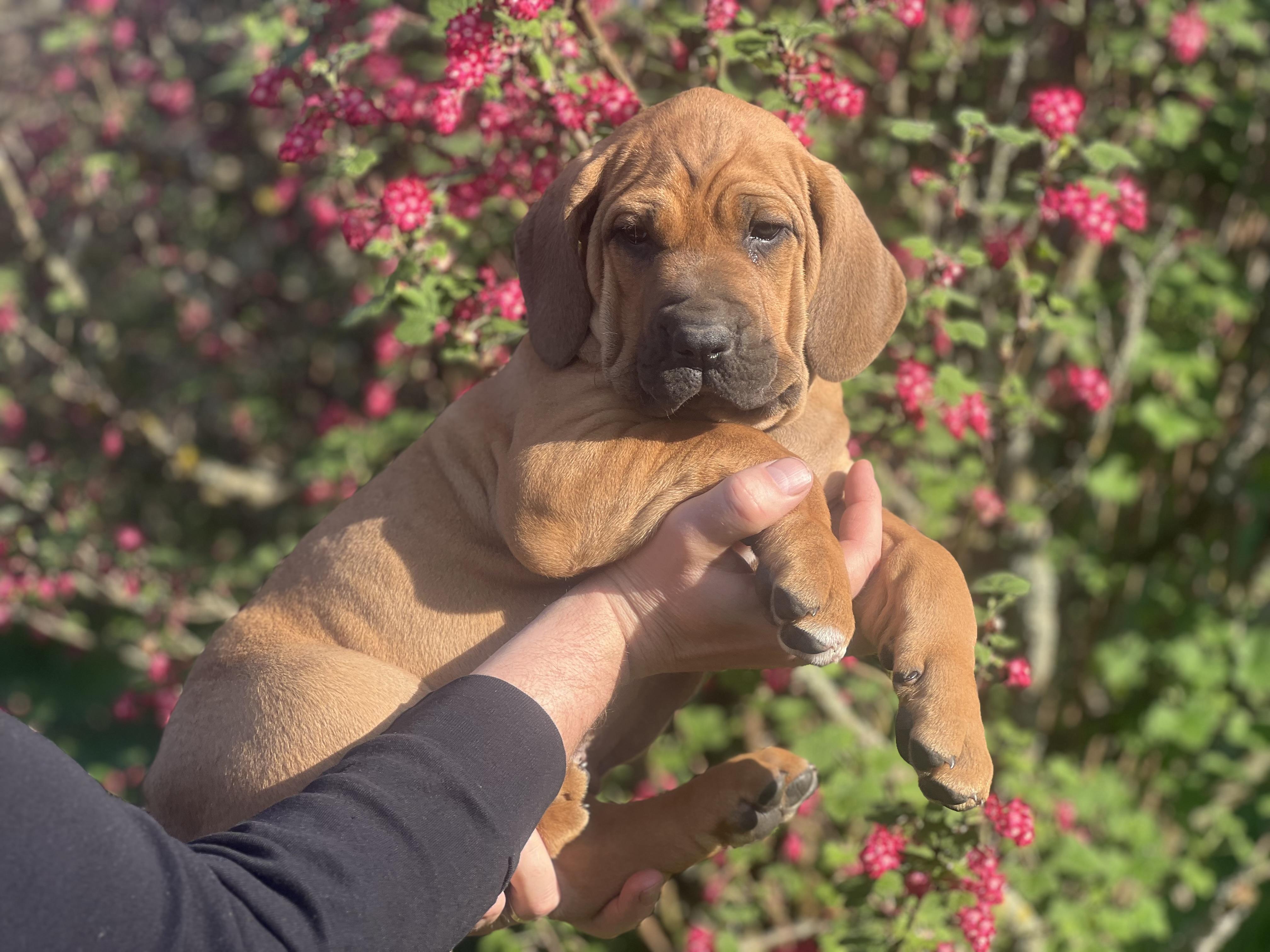 Fila brasileiro - puppy 2025