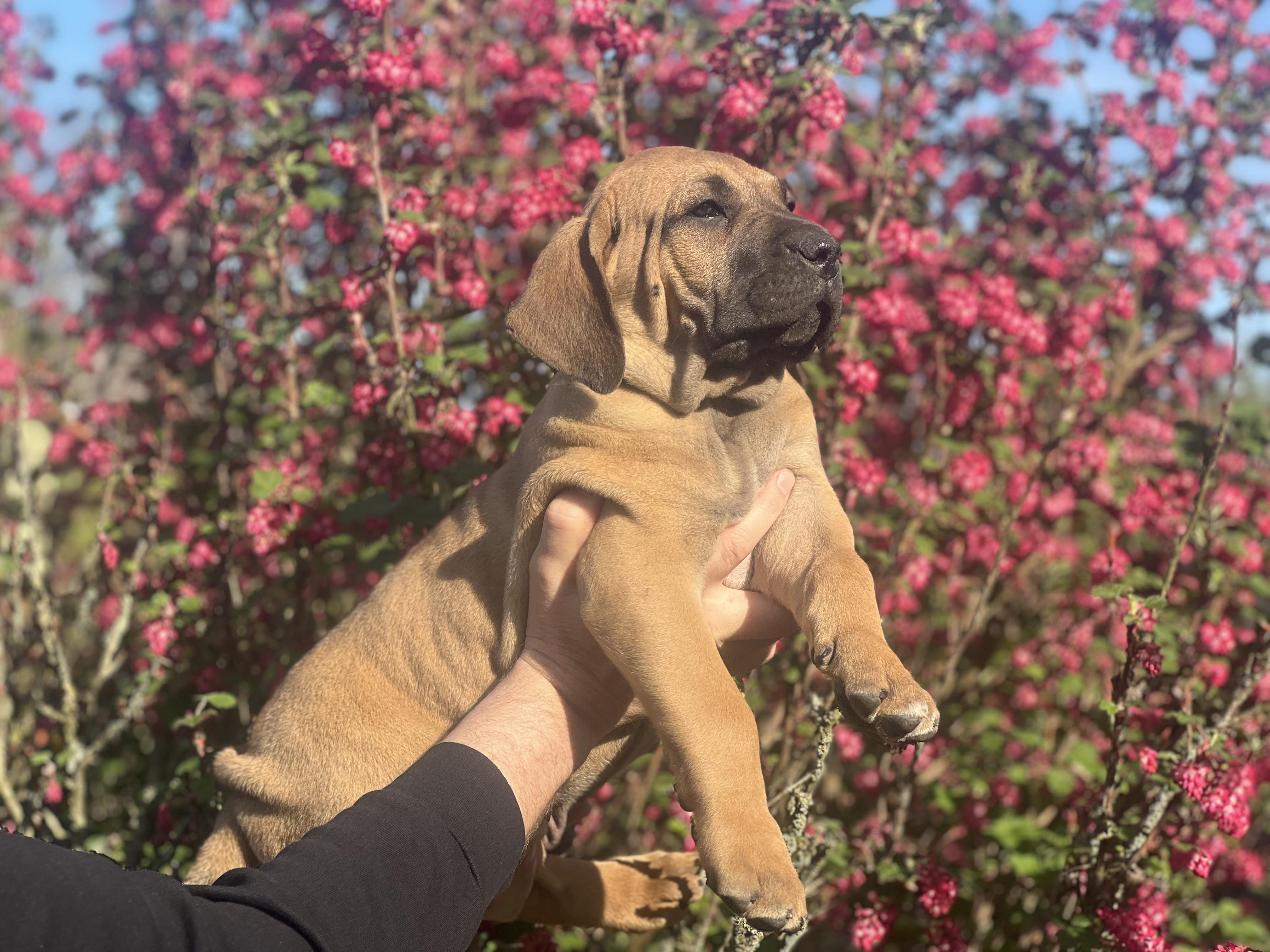 Fila brasileiro - puppy 2025