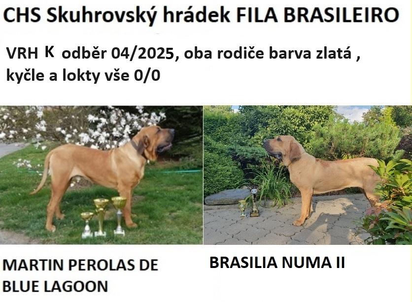 Fila brasileiro - puppy 2025